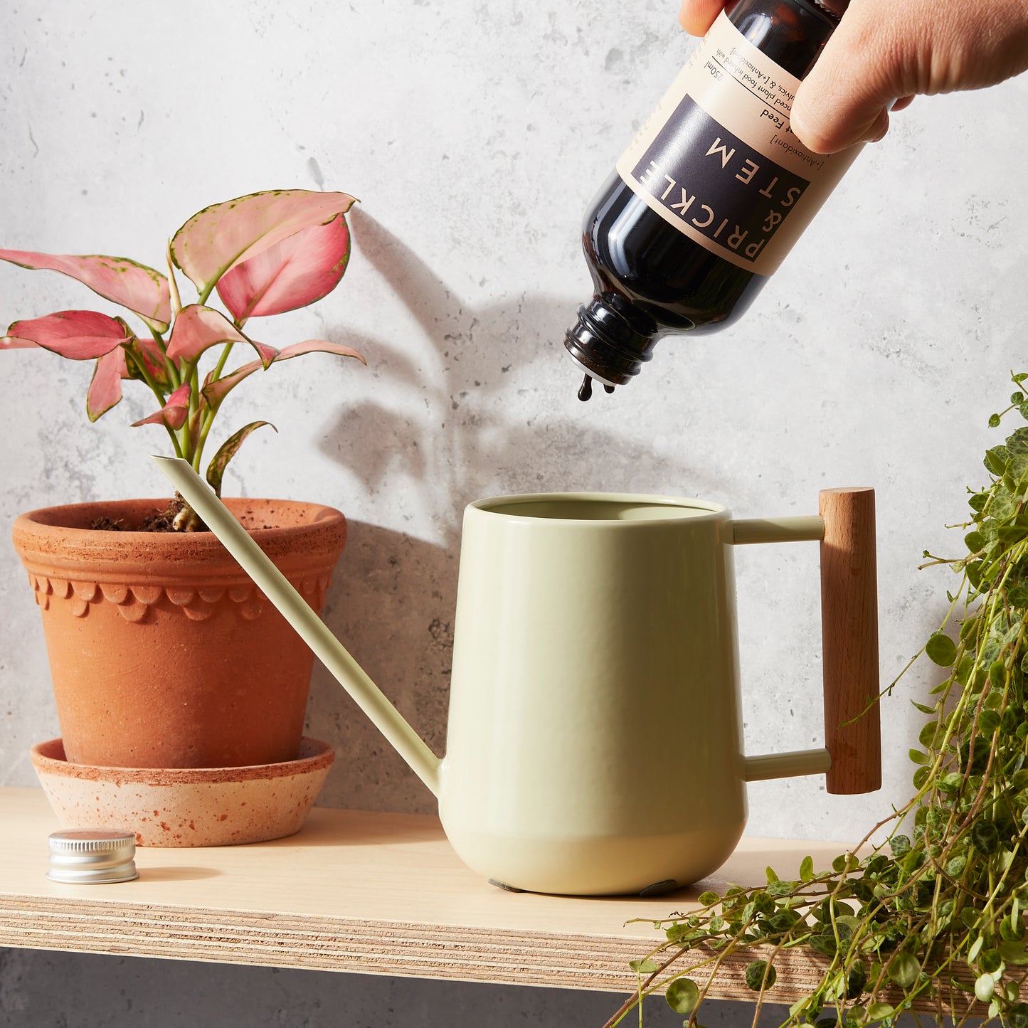 Prickle & Stem Starter Plant Care Set