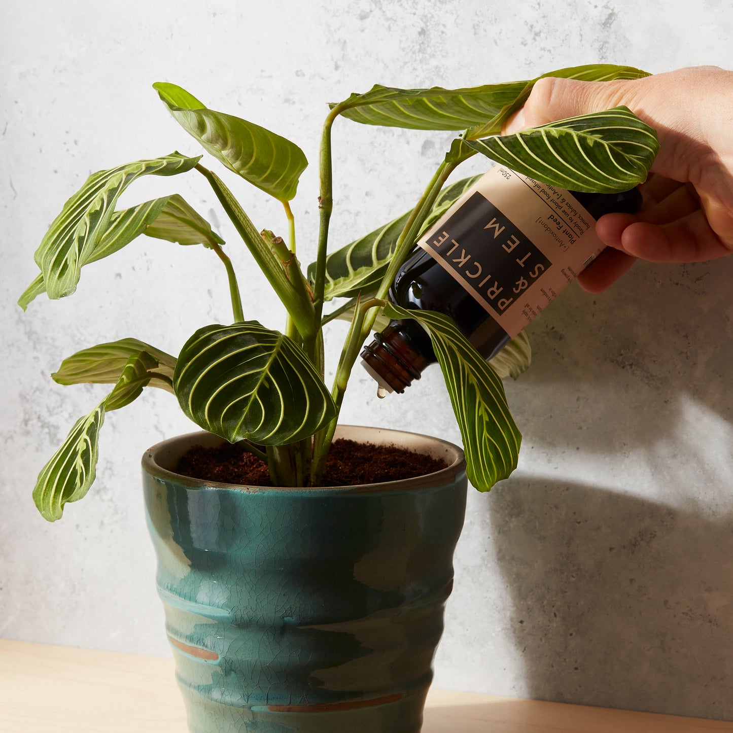 Ready to Use Houseplant Feed [+Antioxidant]