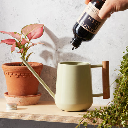 Houseplant Feed [+Antioxidant]