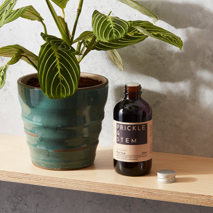 Houseplant Feed [+Antioxidant]